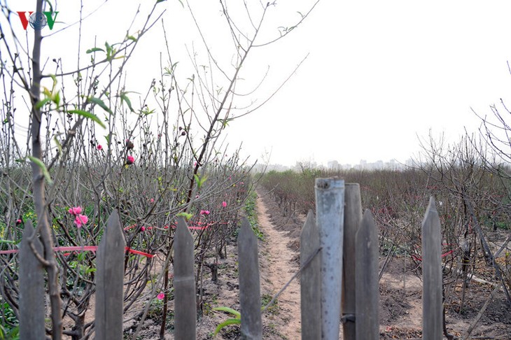 Peach blossoms bloom early in Nhat Tan flower village - ảnh 13